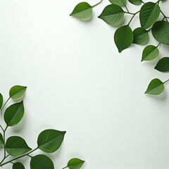Leafy green branch with a white background