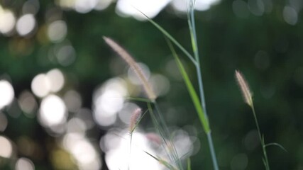 Wall Mural - close up of grass flower in garden with bokeh background.