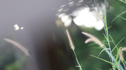 Sticker - Close up of grass flower in garden with bokeh background.