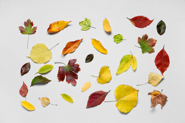 Wall Mural - Composition with different fallen leaves on grey background