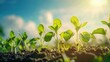© roniardian_ - Soybean sprout growth in agricultural land with blue sky background.