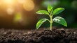 © diracreativa - Young Green Plant Sprouting from Soil in Sunlight