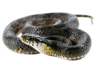 Wall Mural - Snake adapted to muddy coiled on white background