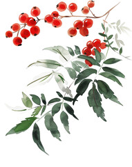 Wall Mural - Red berries on green branch