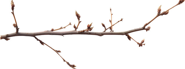 Wall Mural - Branch with buds