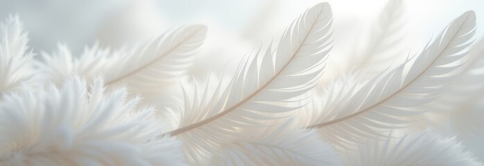 Poster - A close up of white feathers