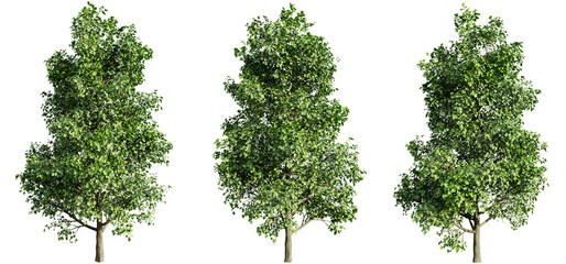 Fototapete - Tulip poplar tree on transparent background.3d rendering