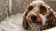 © Pannee - Dog Bathing with Soap Bubbles in a Bath