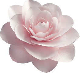 Wall Mural - Delicate pink flower