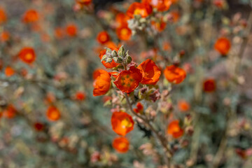 Wall Mural - An Apricot Mallow in Organ Pipe Cactus NM, Arizona