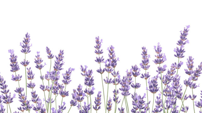 Lavender flowers vector illustration on a white background, capturing the beauty and aroma of summer blooms in shades of purple and violet