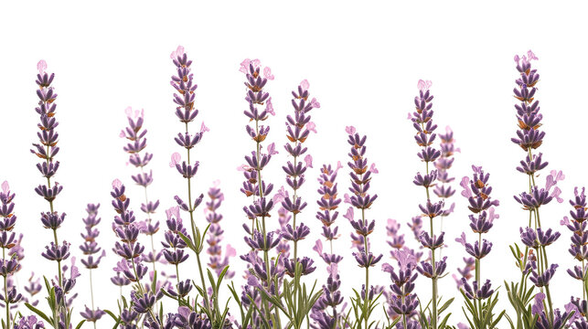Lavender flowers vector illustration on a white background, capturing the beauty and aroma of summer blooms in shades of purple and violet