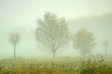 Fototapeta Niebo - Foggy morning among the trees in the park