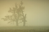 Fototapeta Niebo - Foggy morning among the trees in the park