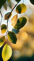Poster - Close-up of leaves with sunlight filtering through, natural serenity concept