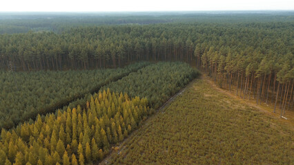 Poster - Aerial view of young regrown pine forest