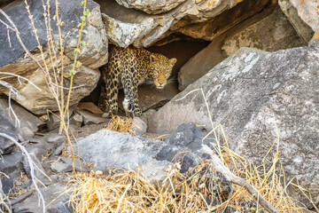 Wall Mural - leopard looking for prey in African savanna botswana  (Panthera pardus)