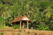 © Hary - View of a wooden hut surrounded by coconut trees. Wooden huts on agricultural land for farmers to rest. Looks beautiful and aesthetic