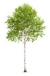 © Oksana_Latysheva - Summer green birch tree,  isolated cutout object on white background
