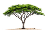 African savannah acacia tree Isolated on white background.