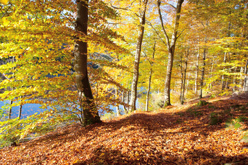 Wall Mural - autumn landscape of sun with autumn trees and lake in soft light.