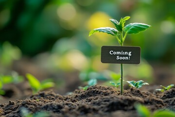 New Beginnings: A Young Plant with a Coming Soon Sign