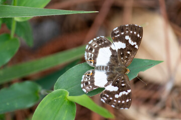 Photograph of a beautiful butterfly resting.	