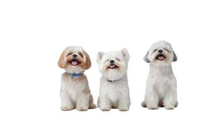 Wall Mural - Three cheerful dogs sitting side by side against a white background, exuding happiness and companionship.