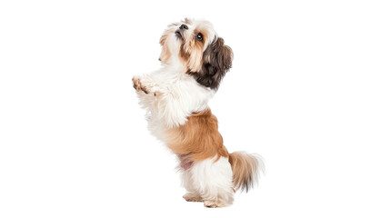 Wall Mural - A small, fluffy dog stands on its hind legs, showcasing its playful demeanor against a white background.