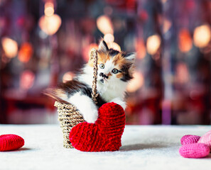 Sticker - beautiful cute fluffy kitten sitting in basket surrounded by red hearts on glittery holiday background