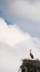 Wall Mural - Adult European White Stork - Ciconia Ciconia - Sitting In Nest In Sunny Spring Day. Belarus, Belarusian Nature. Stork In Nest