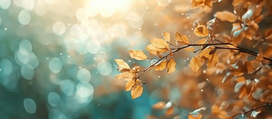 Poster - Autumn Landscape Blurred Background Autumn Leaves Beautiful Nature Bokeh Forest Background Autumnal Natural Bokeh Backdrop