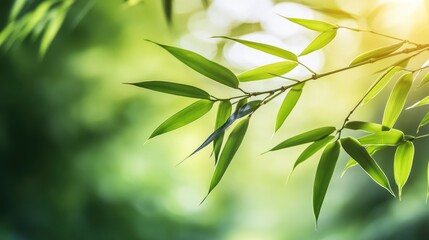 Wall Mural - Close-up of Green Bamboo Leaves with Sunlight Shining Through