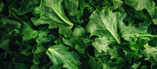 Wall Mural - Close View Of Organic Fresh Green Washed Salad Leaves A