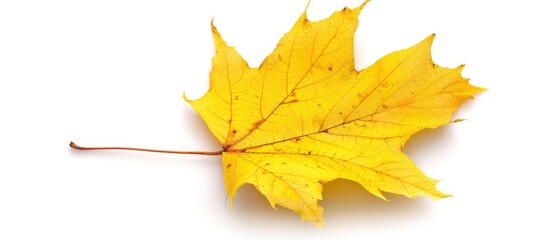 One Yellow Dry Maple Leaf Closeup