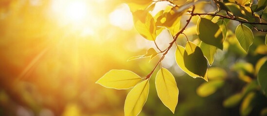 Fototapete - Leaves On A Tree In The Park With The Sun