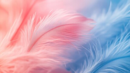 Poster - Macro shot of softly blurred pink and blue feathers background