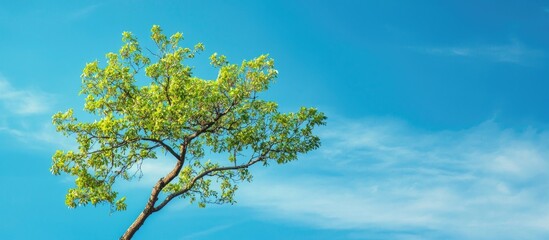 Poster - A Nature Of Tree And Blue Sky Background