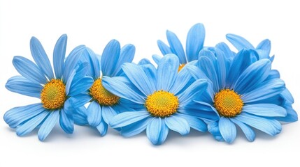 Poster - Bright blue daisies with yellow centers are clustered together against a white background offering a vivid contrast and an aesthetically pleasing display