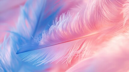 Poster - Macro shot of softly blurred pink and blue feathers background