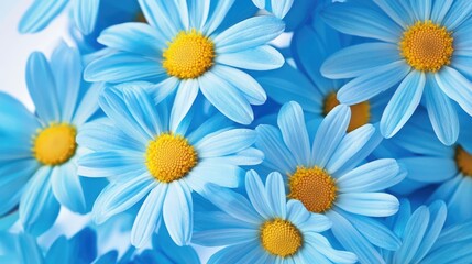 Poster - Bright blue daisies with yellow centers are clustered together against a white background offering a vivid contrast and an aesthetically pleasing display