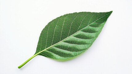 Poster - Leaf On A White Background Concept Of Nature Grass On White Background Home And Garden
