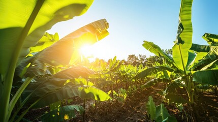 Poster - Bright sunlight illuminates a banana field highlighting the vibrant agriculture with banana trees set against a clear blue sky