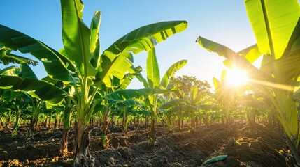 Poster - Bright sunlight illuminates a banana field highlighting the vibrant agriculture with banana trees set against a clear blue sky