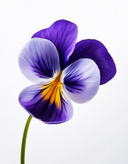 Stunnning blue viola flower graphic element