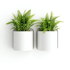 Two green ferns in modern white pots, white isolated background