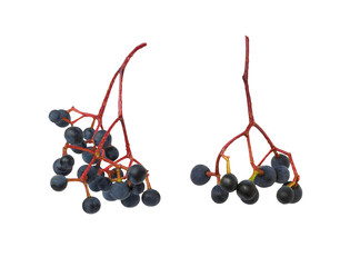 Wall Mural - Set of small blue berries of wild grape (Parthenocissus) isolated on white or transparent background