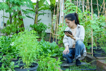 Asian woman using tablet, checking plants in home organic garden with content smile. Surrounded by thriving greenery, embodies commitment to eco-friendly living, gardening, and sustainable practices.