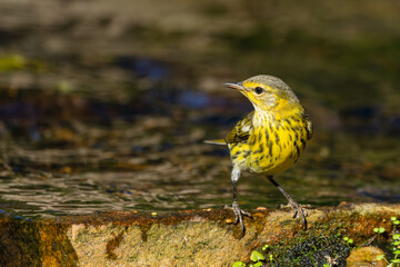 Wall Mural - cape may warbler taking a bath