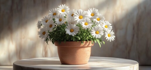 Wall Mural - A potted plant of white daisies in a terracotta pot on a table against a background of marble.